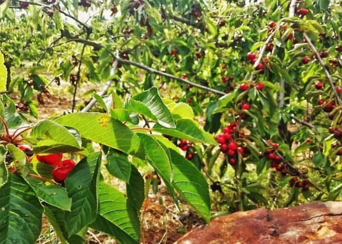 Hébergement de vacances Quinta Chao Do Ribeiro Carvalhal (Fundao)